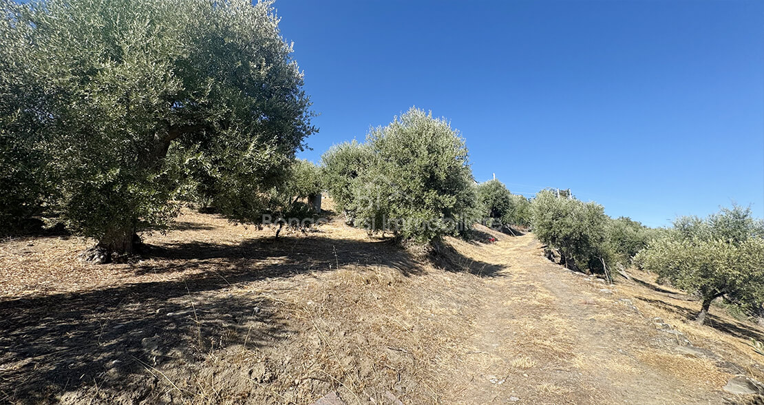 CASOLARE CON TERRENO A SANTA MARIA DELLE GRAZIE - Foto #3